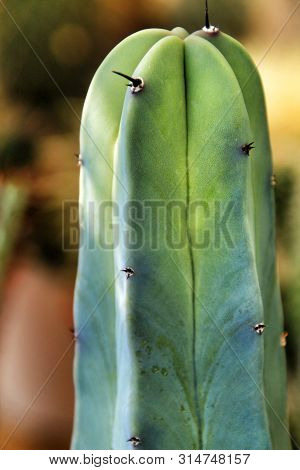 Echinopsis Pachanoi Cactus Plant In The Garden