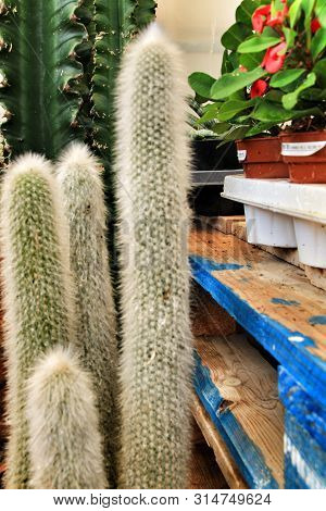 Beautiful Cephalocereus Senilis Cactus In The Garden