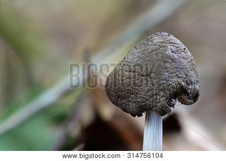 Dark Brown Mushroom In The Undergrowth, Pluteus Cervinus, Which Is A Bit Older