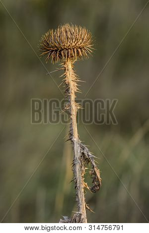 The Acanthoides Carduus L. - Roadside Thistle Seeds Mature.