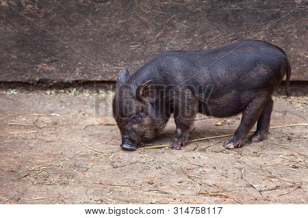 Black Mini Pig Of The Vietnamese Breed On Sty. Little Baby Black Pig In Sty At Farm. Curious Little 