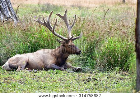 Male American Elk Sitting On The Ground.
Langley Bc Canada