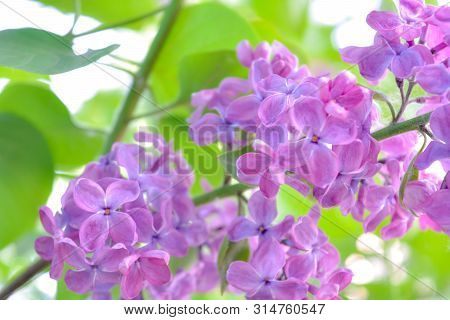Lilac Shrub Flowers Blooming In Spring Garden. Common Lilac Syringa Vulgaris Bush. Close-up With Sof