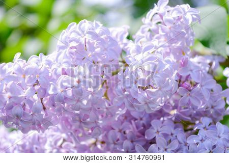 Lilac Shrub Flowers Blooming In Spring Garden. Common Lilac Syringa Vulgaris Bush. Close-up With Sof