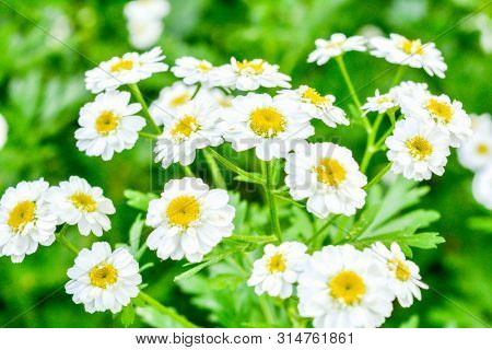 White And Yellow Flowers Of Feverfew Pyrethrum Or Tanacetum Corymbosum Or Chrysanthemum Parthenium C