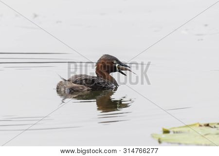 Little Grebe - Tachybaptus Ruficollis - At A Wetland, Beijing, China