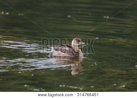 Little Grebe - Tachybaptus Ruficollis - At A Wetland, Beijing, China