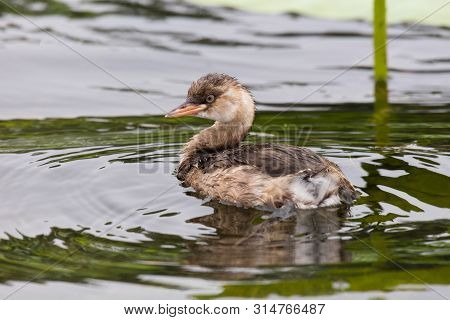 Little Grebe - Tachybaptus Ruficollis - At A Wetland, Beijing, China