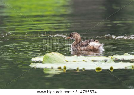 Little Grebe - Tachybaptus Ruficollis - At A Wetland, Beijing, China