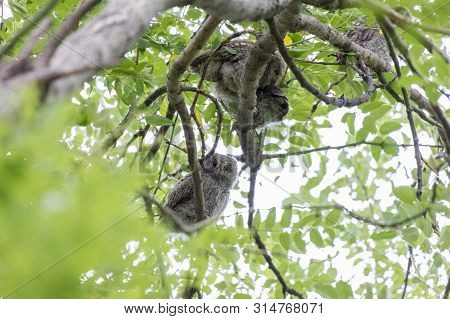 Oriental Scops Owl (otus Sunia) ,  Owlet, At Beijing, China
