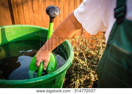 Senior man gardening in his garden, on a lovely spring day (color toned image) - using water from a retention system during severe drought period