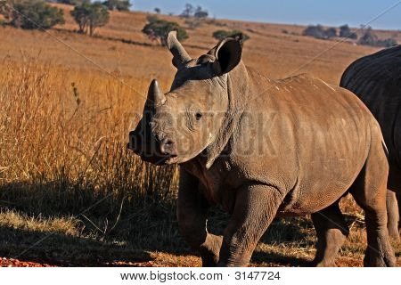 B Rhino2