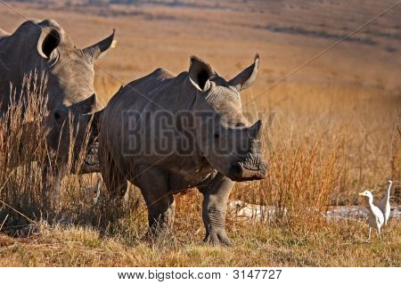 Rhino