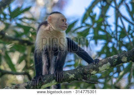 White-headed Capuchin Monkey (cebus Capucinus) Resting In National Park Manuel Antonio - Costa Rica