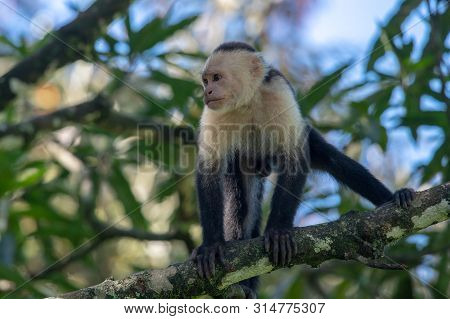 White-headed Capuchin Monkey (cebus Capucinus) Resting In National Park Manuel Antonio - Costa Rica