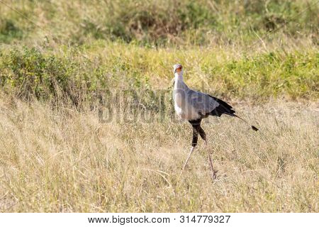 Secretary bird,  Sagittarius serpentarius, walking through the long grass of Amboseli. This protected bird of prey is considered vulnerable and the population is decreasing.