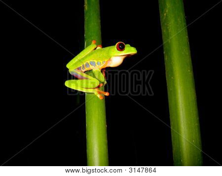 Red Eyed Tree Frog, assis sur une branche