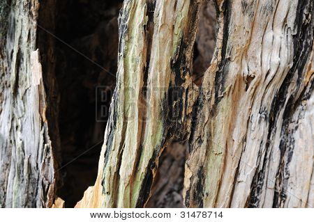 Corteccia di albero di canfora