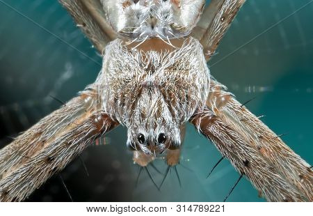 Macro Photo Of Head Of St Andrew's Cross Spider On Web Isolated On Background