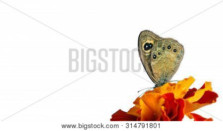Beautiful Butterfly Sitting On A Flower Isolated On White. Copy Spaces