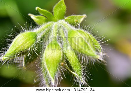 Very Many Crinite Flower Bud In The Sunshine