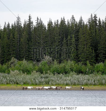 The Yakut Herd Horses Is Feeding Along The Shore North Of The Vilyui River On The Background Of The 