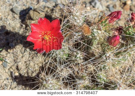 Beautiful Red Cactus Flower In The Desert Of Bolivia