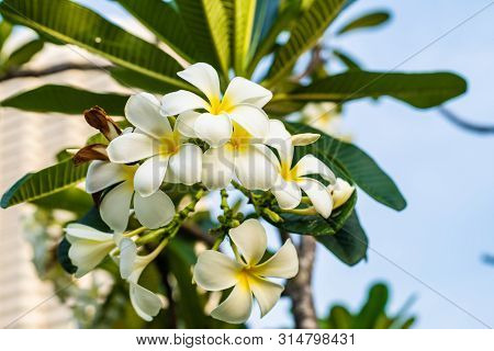 Tropical Flower Frangipani Plumeria, Leelawadee Grows On A Tree.