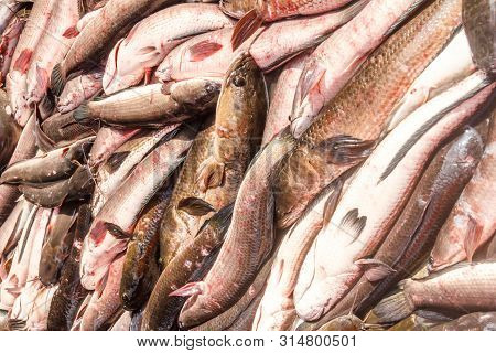 Fish For Sale