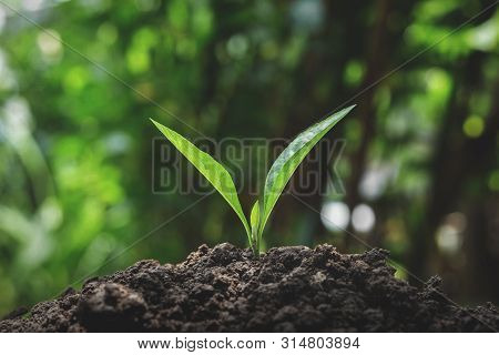 Green Trees Grow Naturally In The Morning.