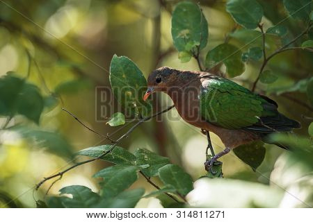 Emerald Ground Dove Out In Nature During The Day.