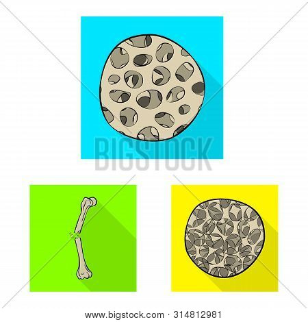 Vector Design Of Bone And Skeleton Symbol. Set Of Bone And Human Stock Vector Illustration.