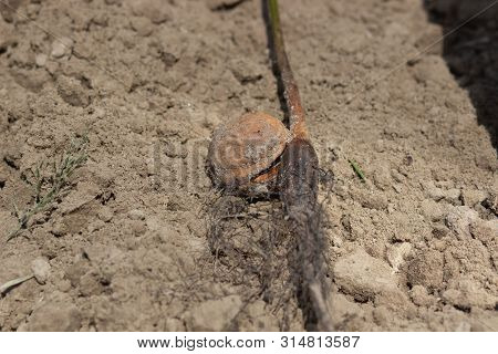Sprout Of A Young Walnut, On Ground Background