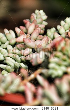 Beautiful Sedum Plant Texture In The Garden