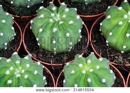 Echinopsis Subdenudata Cactus Pots Texture For Sale