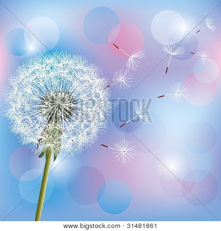 Flower Dandelion On Light Blue - Pink Background