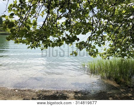 Landscape Of The Lake Constance By The Mainau Island (flower Island Mainau On The Lake Constance) - 