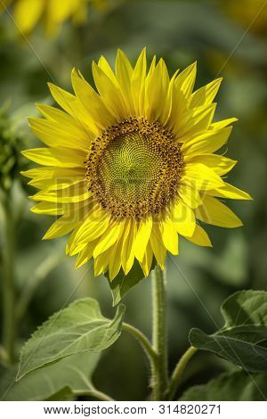 Close Up Sunflower Beautiful In Field In Blur