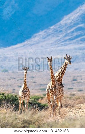 A Group Of Giraffes Grazing In The Desert Of Central Namibia. Hardap Region Namibia.