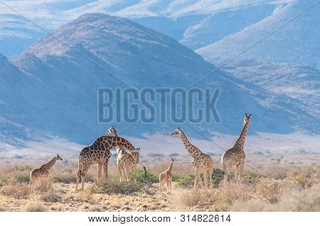 A Group Of Giraffes Grazing In The Desert Of Central Namibia. Hardap Region Namibia.