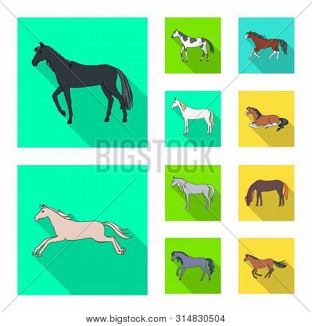 Vector Illustration Of Breed And Equestrian Logo. Collection Of Breed And Mare Stock Vector Illustra