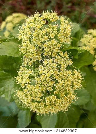 Yellow Horse Parsley Flowers In The Woods