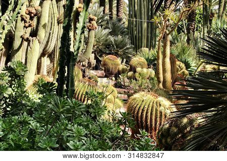 Rockery With Different Types Of Cactus In The Huerto Del Cura Garden In Elche