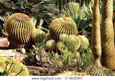 Rockery With Different Types Of Cactus In The Huerto Del Cura Garden In Elche