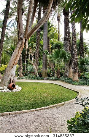 Green Vegetation In Huerto Del Cura Botanical Garden In Elche, Spain
