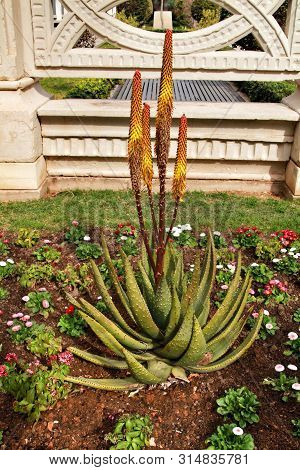 Beautiful Aloe Ferox Cactus Plant In Elche Under The Sun