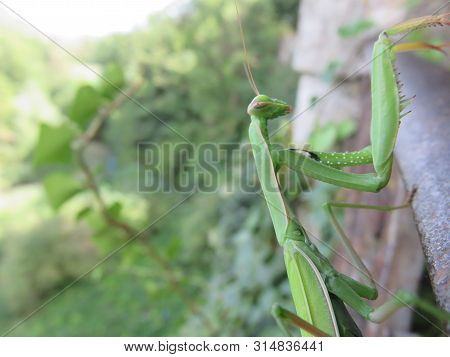 Praying Mantis, One Of The Most Voracious Insects In The Animal Kingdom