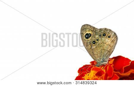 Beautiful Butterfly Sitting On A Flower Isolated On White. Copy Spaces