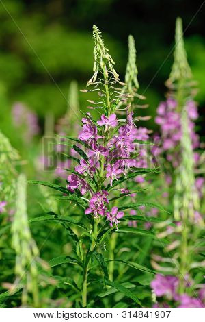 Pink Flowers Of Fireweed (epilobium Or Chamerion Angustifolium) In Bloom. Flowering Willow-herb Or B