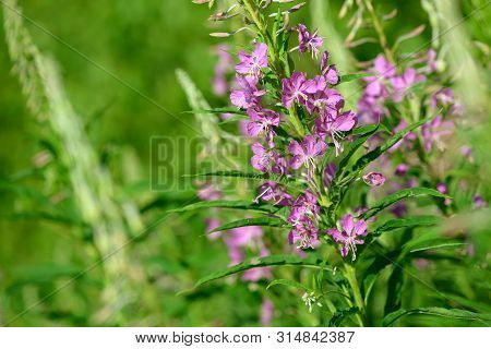 Pink Flowers Of Fireweed (epilobium Or Chamerion Angustifolium) In Bloom. Flowering Willow-herb Or B